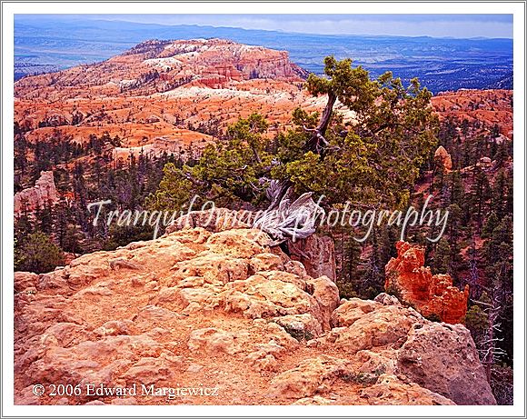 450345   On a cliff overlooking Bryce N.P.